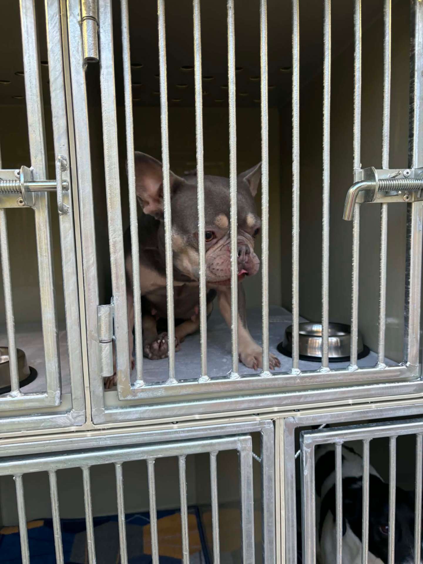 Francia bulldog kényelmesen ül a rácsos boxban