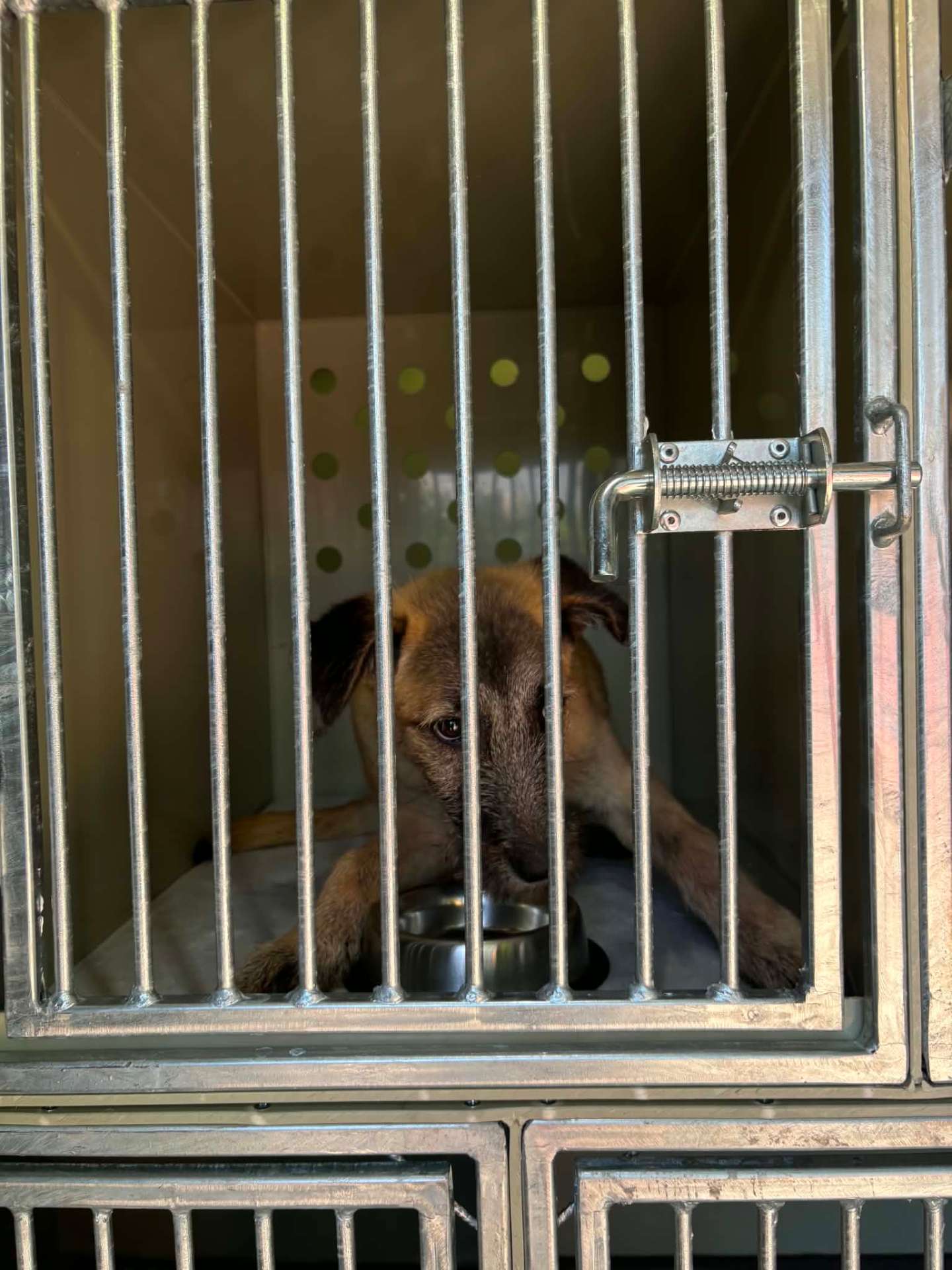 Barna kölyökkutya a tálja mellett a boxban