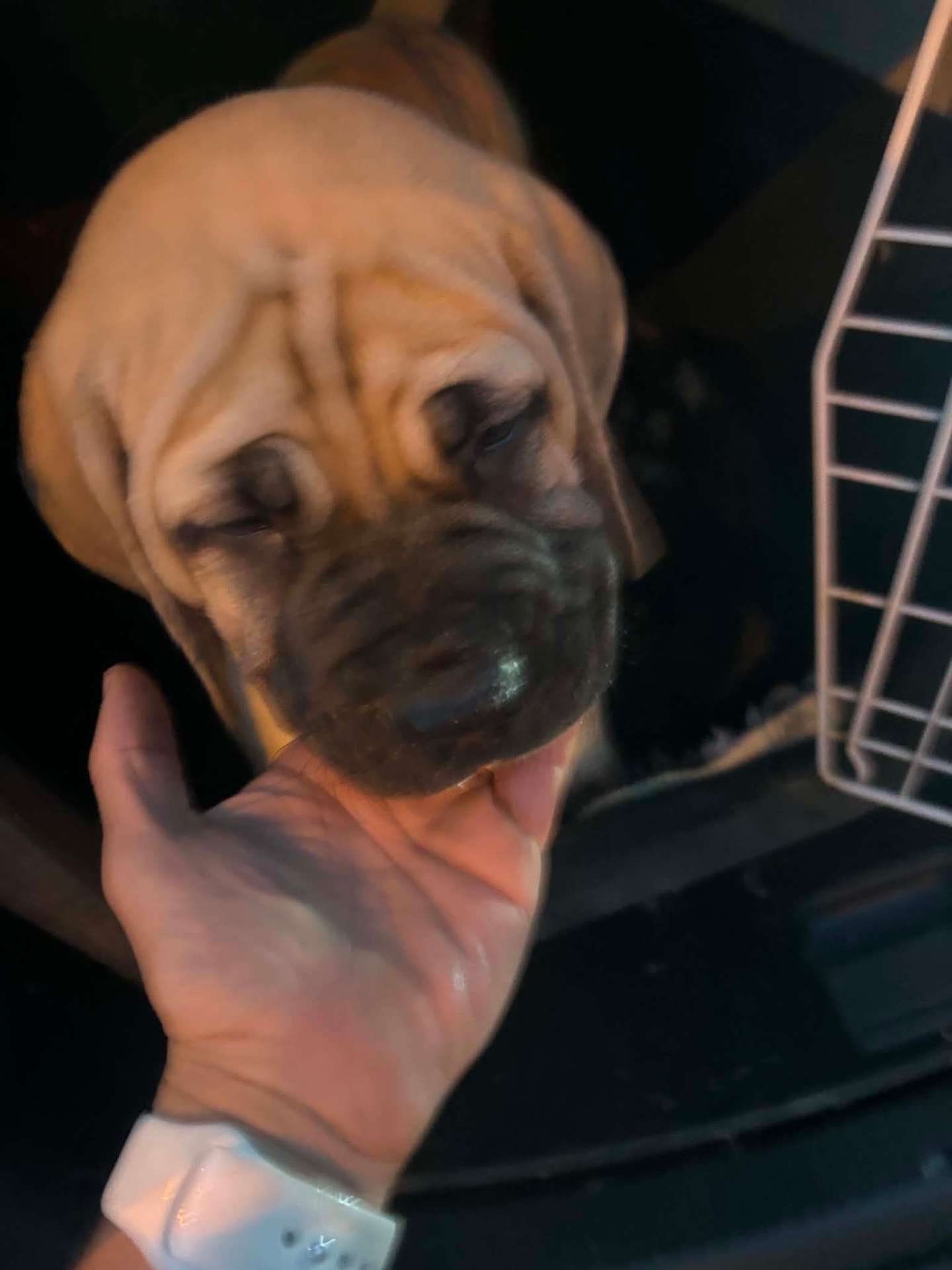 Ráncos sharpei kölyök a szállítóbox biztonságában