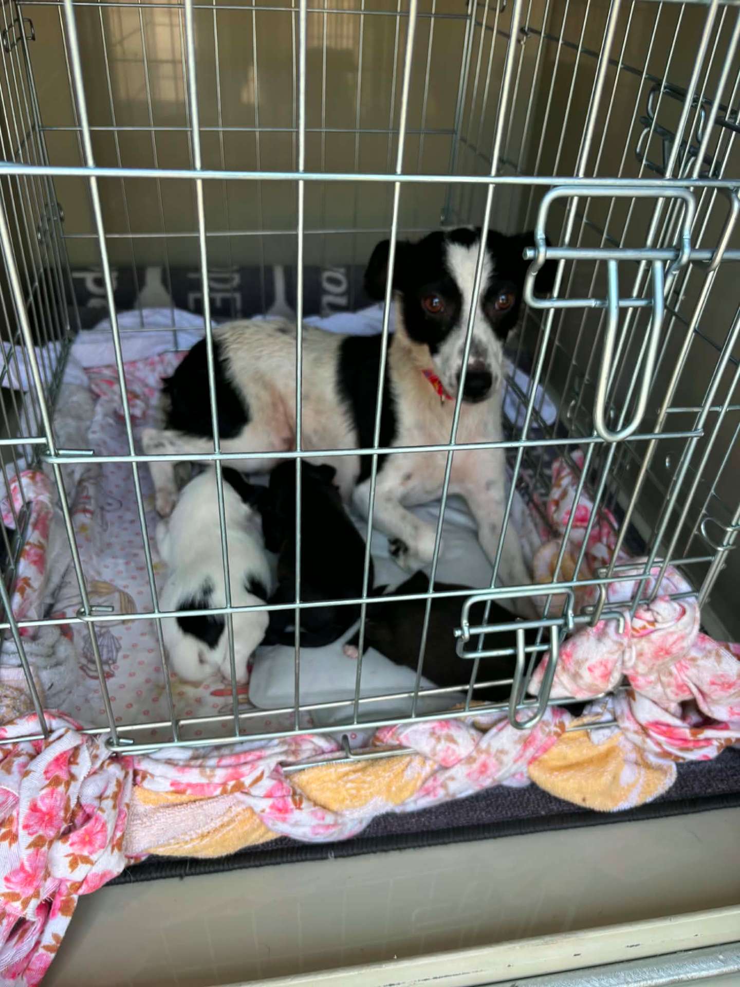 Fekete‑fehér anyakutya kölykeivel a puha, virágmintás bélésű boxban