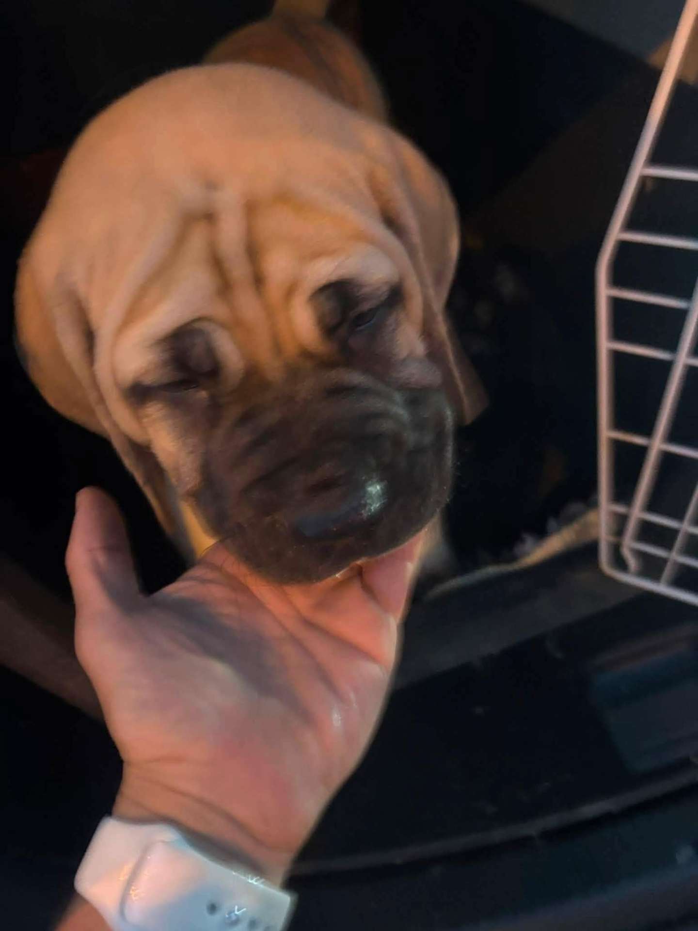 Sharpei kölyök közelről a puha kezek védelmében